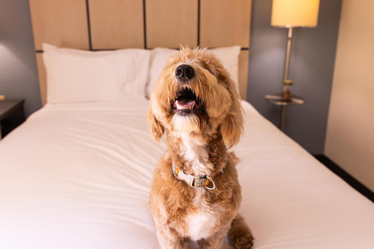 Sonesta Simply Suites St Louis Earth City Экстерьер фото